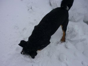 426761_535578499796222_1105906776_n