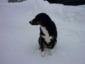 525756_535578483129557_494178055_n