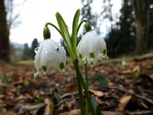 dscf3169_fruhlingsknotenblumen-thumb-1024xauto-138770