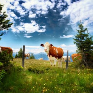 c2b1fb31fb72484af176d6507ee2ac4b